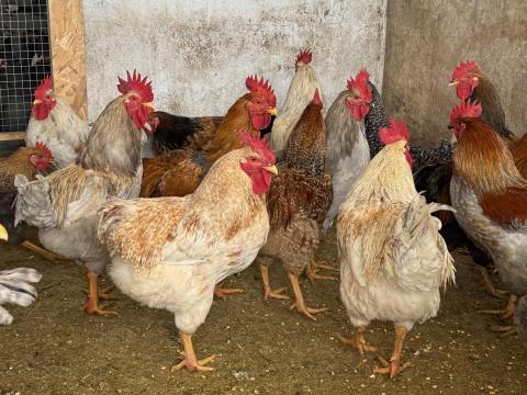 Baranyai kakasok eladók Baranyai kakasok eladók