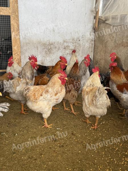 Baranyai kakasok eladók