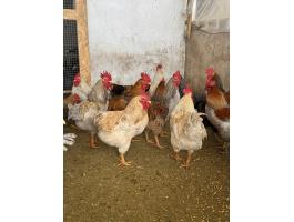 Baranyai kakasok eladók