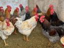 Baranyai kakasok eladók