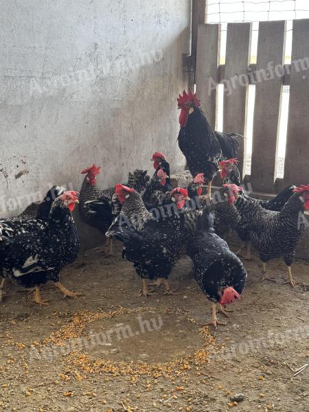 Itáliai tyúk eladó