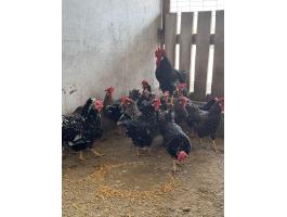 Itáliai tyúk eladó