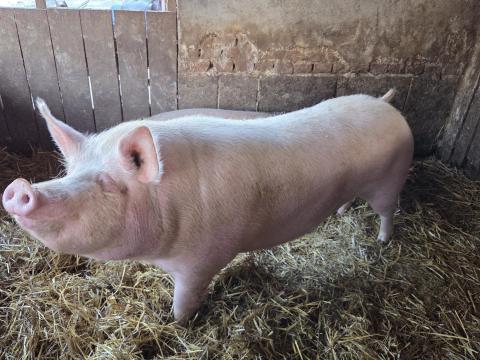 Eladó 4 darab 200 kg feletti hízó sertés