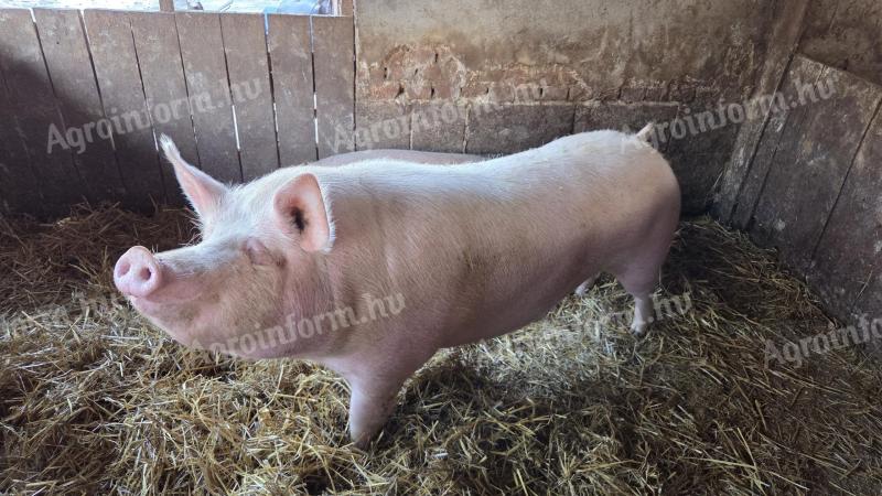 Eladó 4 darab 200 kg feletti hízó sertés