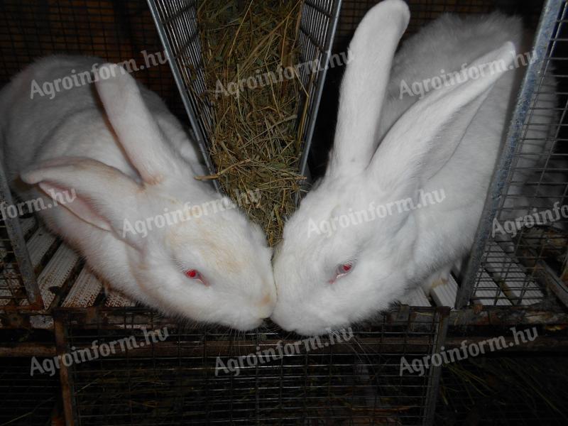 Pannon fehér nyulak – felnőtt, növendék, XXL, anyai ág, normál
