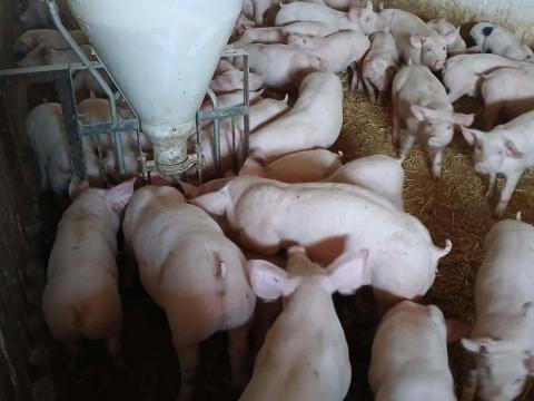 Eladó Hypor Maxter malacok