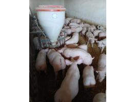 Eladó Hypor Maxter malacok