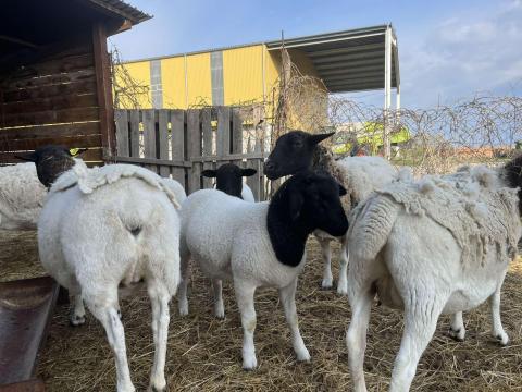 Fajtiszta dorper bárányok eladók