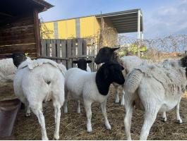 Fajtiszta dorper bárányok eladók