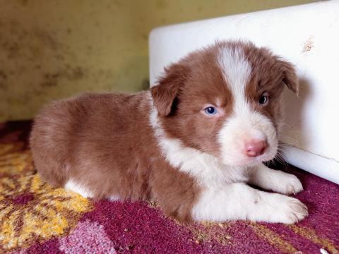 Border Collie fajtatiszta jellegű kiskutyák örökbefogadhatók