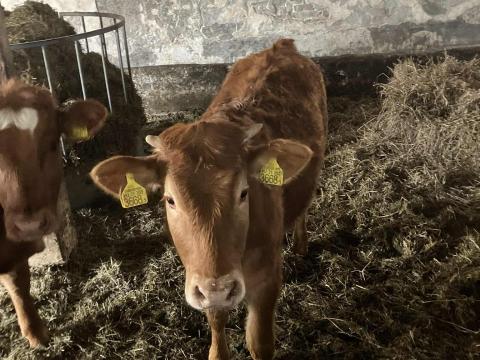 Eladó limuzin és húshasznú üsző borjak Eladó limuzin és húshasznú üsző borjak