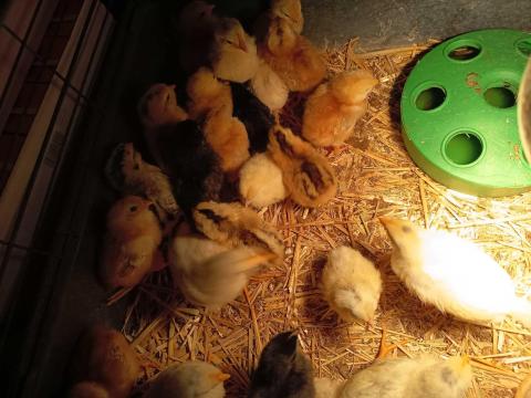 Csibe csirke kacsa tojás