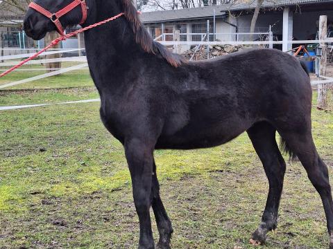 Nonius csődör csikó eladó