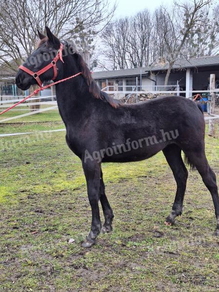 Nonius csődör csikó eladó