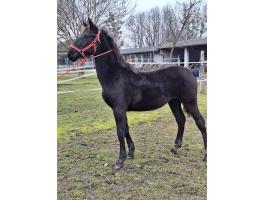 Nonius csődör csikó eladó