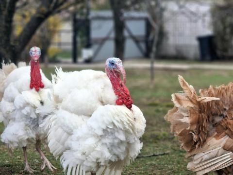 Eladó pulyka kakasok Eladó pulyka kakasok