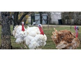 Eladó pulyka kakasok