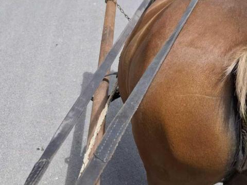 Lovász állást keresek !