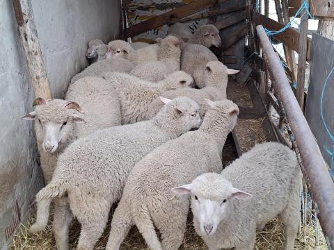 Eladó bárányok Eladó bárányok