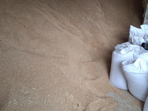 Tritikálé nagyobb tételben