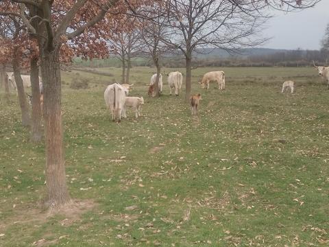 Charolais x szürke F1 és R1 borjak eladók Charolais x szürke F1 és R1 borjak eladók