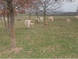 Charolais x szürke F1 és R1 borjak eladók