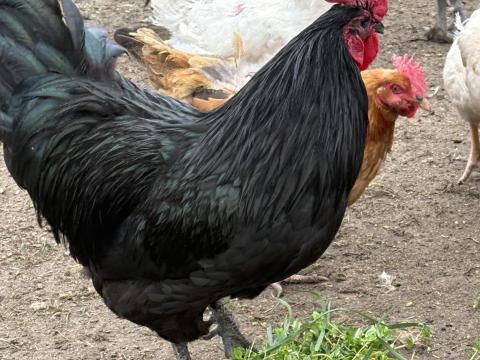 Australorp kakas és tyúk eladó Australorp kakas és tyúk eladó