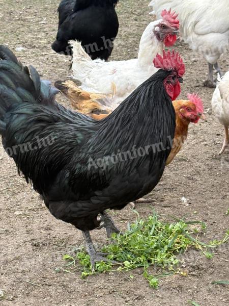 Australorp kakas és tyúk eladó