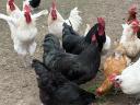 Australorp kakas és tyúk eladó