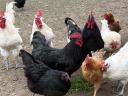 Australorp kakas és tyúk eladó