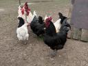 Australorp kakas és tyúk eladó