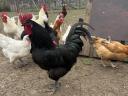 Australorp kakas és tyúk eladó