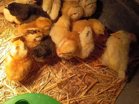 Napos és előnevelt csibék Napos és előnevelt csibék