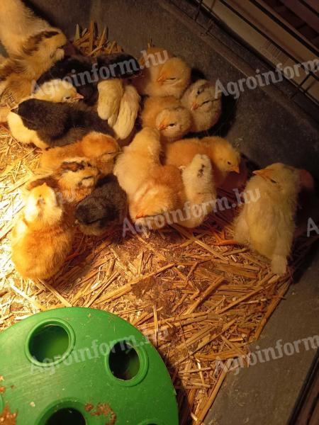 Napos és előnevelt csibék
