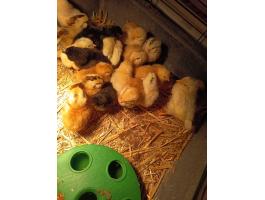 Napos és előnevelt csibék