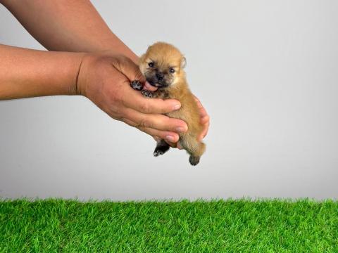 Törzskönyves Pomerániai törpespitz kiskutya Törzskönyves Pomerániai törpespitz kiskutya