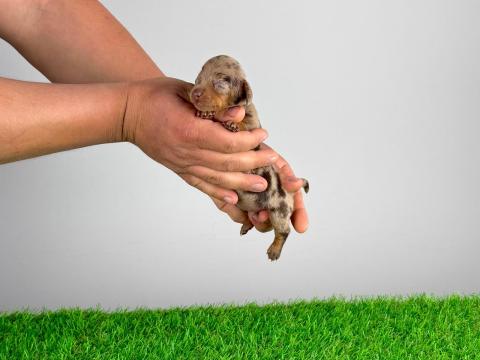 Törzskönyves Törpe tacskó kiskutya Törzskönyves Törpe tacskó kiskutya