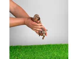 Törzskönyves Törpe tacskó kiskutya