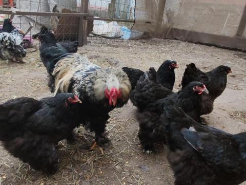 Brahma tyúkok és nem rokon kakasok eladók Brahma tyúkok és nem rokon kakasok eladók