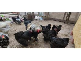 Brahma tyúkok és nem rokon kakasok eladók