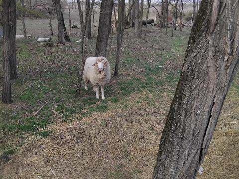 Jerke birka eladó Jerke birka eladó