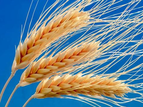 Étkezési durumbúza