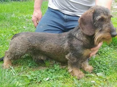 Szálkás szőrű tacskó fedeztetésre Szálkás szőrű tacskó fedeztetésre