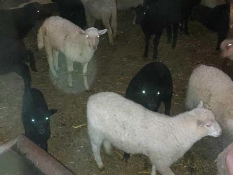 Eladó Racka kisbárányok Eladó Racka kisbárányok