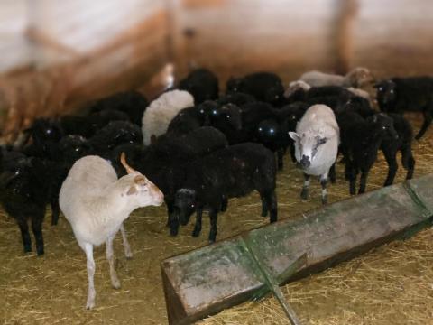 Eladó Racka kos kisbárányok