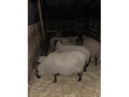 Eladó Suffolk anyajuhok és bárányok