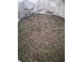 Eladó 2025-ös termésű héjnélküli olajtökmag