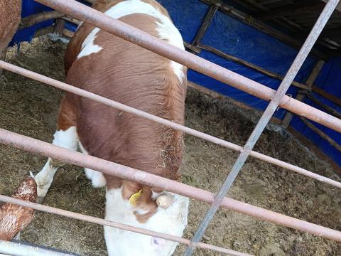 Magyartarka bika eladó vagy húshasznú üszőre cserélhető Magyartarka bika eladó vagy húshasznú üszőre cserélhető