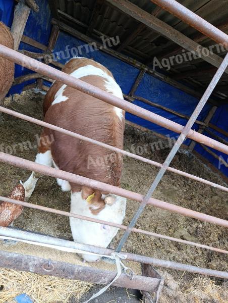 Magyartarka bika eladó vagy húshasznú üszőre cserélhető