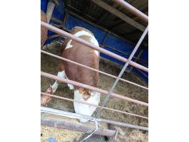 Magyartarka bika eladó vagy húshasznú üszőre cserélhető